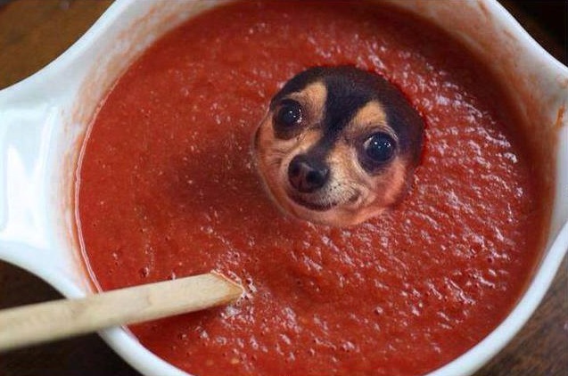 Chihuahua in salsa